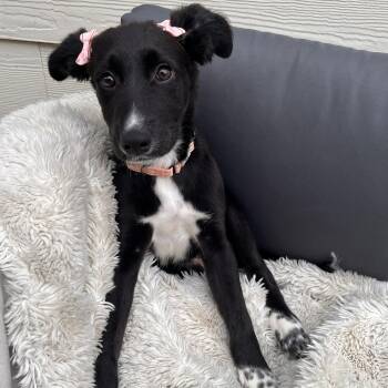 American Staffordshire Terrier and Great Pyrenees Dogs Available for Adoption - Tambourine | PetCurious