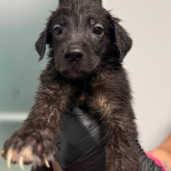 Sallie -  Labrador Retriever and German Shepherd Dog Dog for Adoption in Abilene, Texas - Sallie | PetCurious