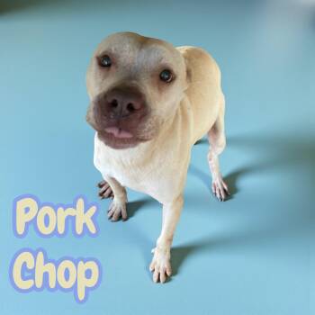 Pork Chop -  Pit Bull Terrier Dog for Adoption in Chuckey, Tennessee - Pork Chop | PetCurious
