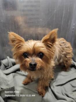 SOFIA -  Yorkshire Terrier Dog for Adoption in San Antonio, Texas - SOFIA | PetCurious