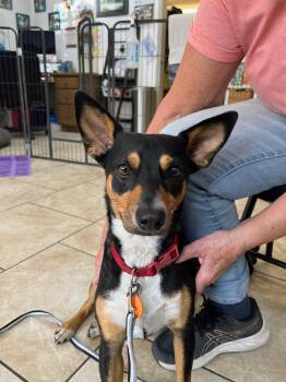 Rescue Mixed Breed Dogs for Adoption in Durango, Colorado - Birdie | PetCurious
