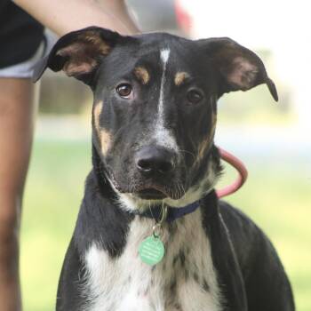 Skinny Jeans -  Hound Dog for Adoption in Columbia, South Carolina - Skinny Jeans | PetCurious
