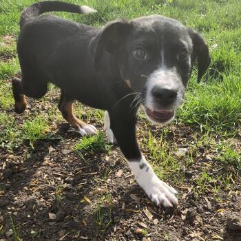 Border Collie Dogs Available for Adoption in Kankakee, Illinois - Little Joe | PetCurious