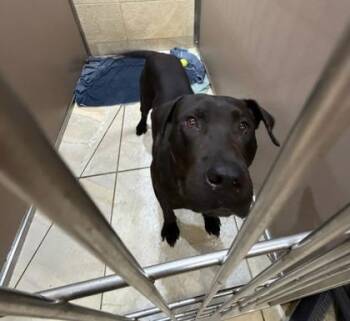 Bishop -  Terrier and Mixed Breed Dog for Adoption in Honolulu, Hawaii - Bishop | PetCurious
