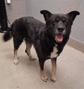 TOBY -  German Shepherd Dog Dog for Adoption in Las Vegas, Nevada - TOBY | PetCurious