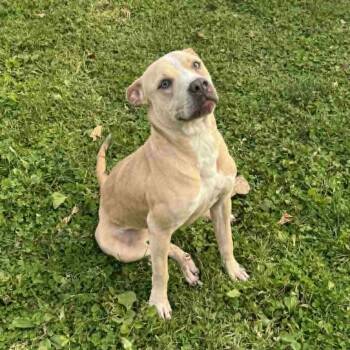 Brynn -  American Staffordshire Terrier Dog for Adoption in Bethel, Connecticut - Brynn | PetCurious