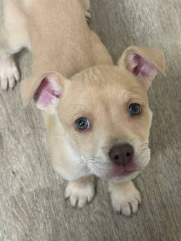 Pit Bull Terrier Dogs Available for Adoption in Midway, Utah - DOOBIE DOO | PetCurious