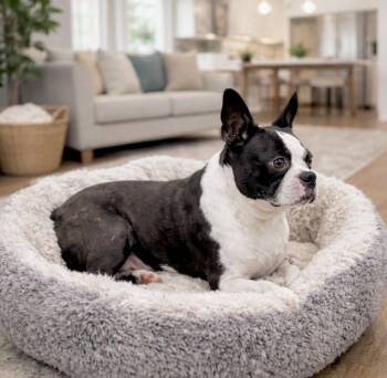 Boston Terrier Dogs Available for Adoption - Minnie | PetCurious