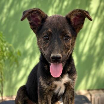 German Shepherd Dog Dogs Available for Adoption in Brookeville, Maryland - Bella  | PetCurious