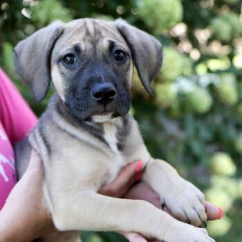 Barry Kripke -  Mixed Breed Dog for Adoption in Kansas City, Missouri - Barry Kripke | PetCurious