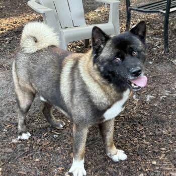 Noah -  Akita Dog for Adoption in Toms River, New Jersey - Noah | PetCurious