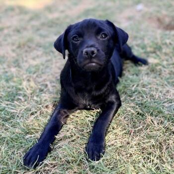 Pug and Beagle Dogs Available for Adoption - Luke | PetCurious