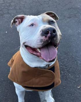 Staffordshire Bull Terrier and Australian Cattle Dog Blue Heeler Dogs Available for Adoption - SHELLSEA | PetCurious