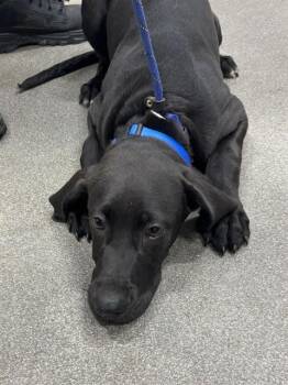 Great Dane and Mixed Breed Dogs Available for Adoption - PIXIE | PetCurious