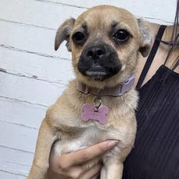 Luna -  Pug and Terrier Dog for Adoption in Sonoma, California - Luna | PetCurious