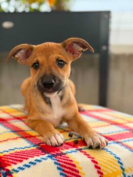 Toy Story Litter - Bo Peep -  Mixed Breed Dog for Adoption in Savage, Minnesota - Toy Story Litter - Bo Peep | PetCurious
