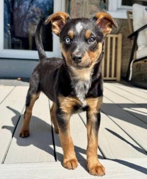 Australian Cattle Dog Blue Heeler Dogs Available for Adoption in Philadelphia, Pennsylvania - Lindy | PetCurious