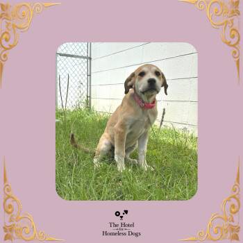 Tawny -  Cattle Dog Dog for Adoption in Cumberland, Rhode Island - Tawny | PetCurious