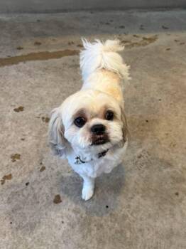 Bosco -  Lhasa Apso Dog for Adoption in Phoenix, Arizona - Bosco | PetCurious