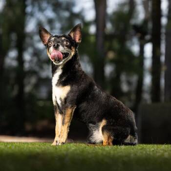 Sunny -  Chihuahua and Mixed Breed Dog for Adoption in Jupiter, Florida - Sunny | PetCurious
