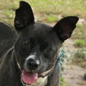 Cattle Dog Dogs Available for Adoption in Milledgeville, Georgia - Roscoe | PetCurious
