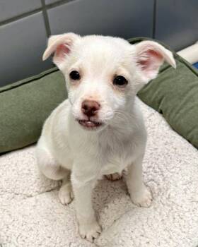 Chihuahua and Terrier Dogs Available for Adoption - Larry | PetCurious