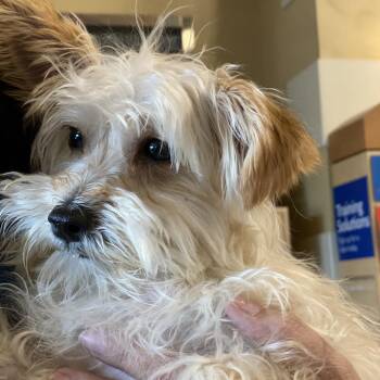 Terrier and Mixed Breed Dogs Available for Adoption in Las Vegas, Nevada - Bojo | PetCurious