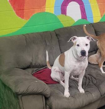 Sophie -  Pit Bull Terrier Dog for Adoption in Rochester, New York - Sophie | PetCurious