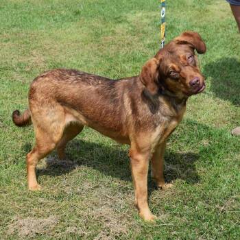 Rescue Mixed Breed Dogs for Adoption in Searcy, Arkansas - Jackie | PetCurious