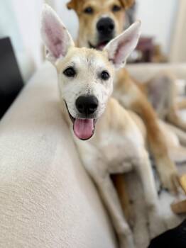 Quixote -  German Shepherd Dog and Husky Dog for Adoption in Los Gatos, California - Quixote | PetCurious