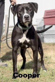 Rescue Mixed Breed Dogs for Adoption in Macomb, Illinois - Cooper | PetCurious