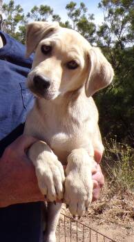 Labrador Retriever Dogs Available for Adoption in Corona, California - HEIDI | PetCurious