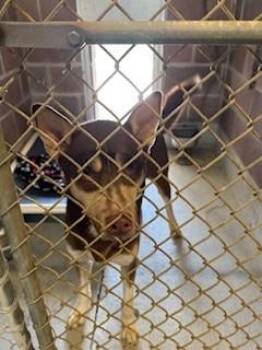 Siberian Husky and Mixed Breed Dogs Available for Adoption in Savannah, Georgia - KODIAK | PetCurious