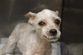 SCRAPPY -  Mixed Breed Dog for Adoption in Columbia, South Carolina - SCRAPPY | PetCurious