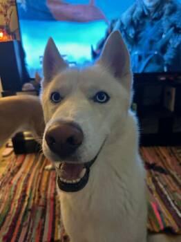 Husky Dogs Available for Adoption - Atlas (Courtesy Post) | PetCurious