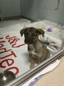 Australian Cattle Dog Blue Heeler and Mixed Breed Dogs Available for Adoption in Dedham, Massachusetts - MAGELLAN | PetCurious