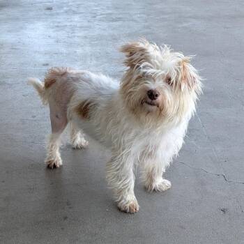 Darwin -  Maltese Dog for Adoption in Chico, California - Darwin | PetCurious