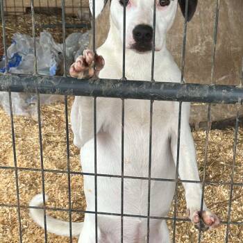 Rescue Mixed Breed Dogs for Adoption in Perryville, Arkansas - Amelia | PetCurious