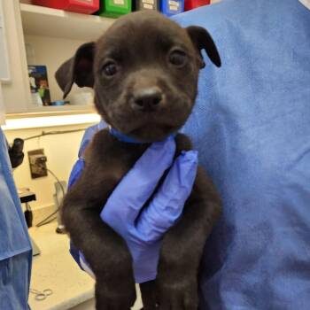 Mixed Breed Dogs Available for Adoption - Oyster | PetCurious