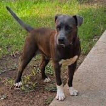 Rescue American Bulldog Dogs for Adoption in Wichita Falls, Texas - Loki | PetCurious