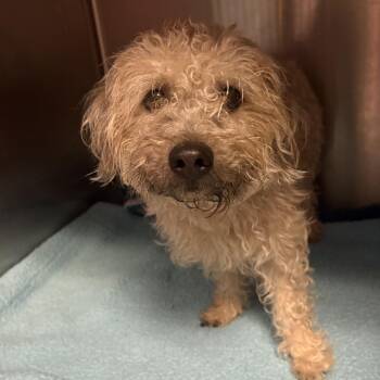 Beary -  Mixed Breed Dog for Adoption in Lenexa, Kansas - Beary | PetCurious