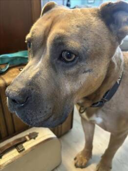 SIMBALUCCI -  Mastiff Dog for Adoption in Derwood, Maryland - SIMBALUCCI | PetCurious
