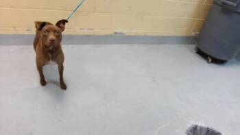TOASTED BAGEL -  Labrador Retriever and Mixed Breed Dog for Adoption in Tulsa, Oklahoma - TOASTED BAGEL | PetCurious