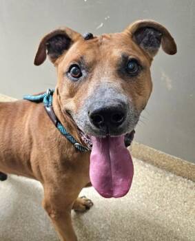 Rescue Mixed Breed Dogs for Adoption in Munster, Indiana - Buckley | PetCurious