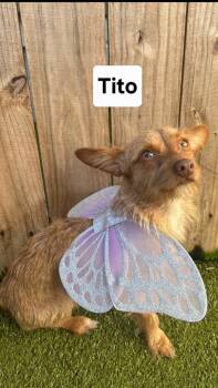 Rescue Chihuahua and Yorkshire Terrier Dogs for Adoption in St. Augustine, Florida - Tito | PetCurious