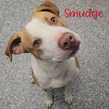 Rescue Pit Bull Terrier Dogs for Adoption in Parkersburg, West Virginia - Smudge | PetCurious
