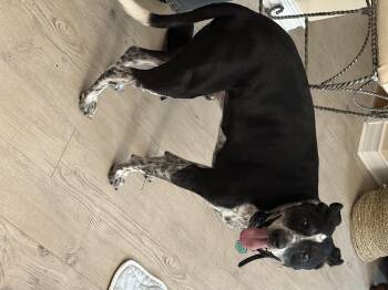 Colt -  Australian Cattle Dog Blue Heeler Dog for Adoption in Bonita Springs, Florida - Colt | PetCurious