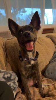 Maybel -  Dutch Shepherd Dog for Adoption in Topeka, Kansas - Maybel | PetCurious
