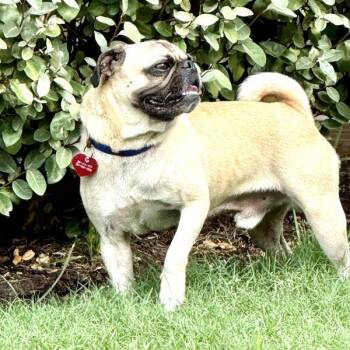 Wilson -  Pug Dog for Adoption in Alvin, Texas - Wilson | PetCurious