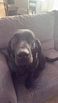 Labrador Retriever Dogs Available for Adoption in Elkton, Maryland - Megan & Mollie (Bonded Pair) | PetCurious